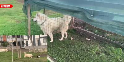 Ördekleri telef eden köpeği yakalayarak ördek kafesine kilitledi
