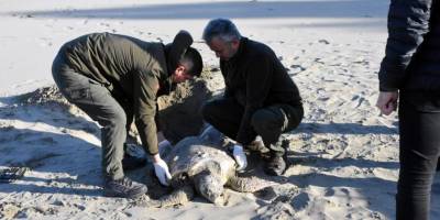 Sinop’ta nesli tükenmekte olan caretta caretta ölü halde bulundu