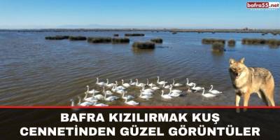 Bafra Kızılırmak Kuş Cennetinden Güzel Görüntüler