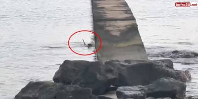 Karadeniz'de balık avlayan su samuru Samsun'da görüntülendi