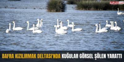 Bafra Kızılırmak Deltası'nda kuğular görsel şölen yarattı