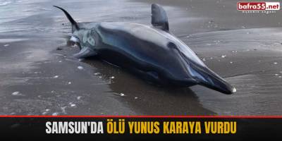 Samsun'da ölü yunus karaya vurdu