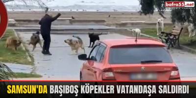 Samsun'da Başıboş Köpekler Vatandaşa Saldırdı