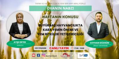 OVANIN NABZI 11 OCAK 2024