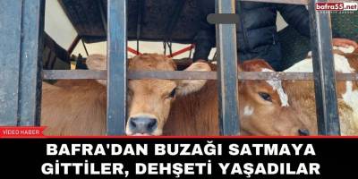Bafra'dan Buzağı satmaya gittiler, dehşeti yaşadılar