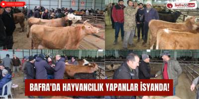 Bafra'da Hayvancılık Yapanlar İsyanda!