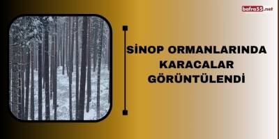 Sinop ormanlarında karacalar görüntülendi