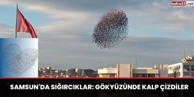 Samsun'da Sığırcıklar: Gökyüzünde kalp çizdiler