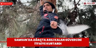 Samsun'da ağaçta asılı kalan güvercini itfaiye kurtardı