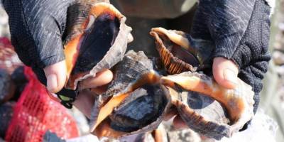 Hayvansal ürünler, Türkiye'ye döviz olarak geri döndü