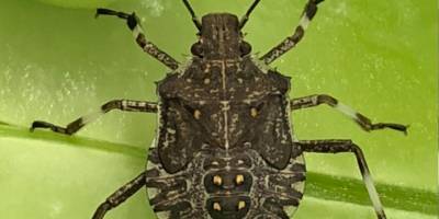 Yılmaz: "Kahverengi kokarcaya karşı tedbir alınmazsa zarar daha da artacak”