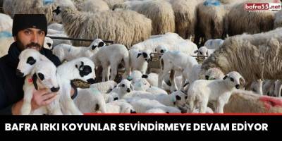 Bafra Irkı Koyunlar sevindirmeye devam ediyor