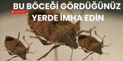 BU BÖCEĞİ GÖRDÜĞÜNÜZ YERDE İMHA EDİN