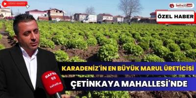 Karadeniz'in En Büyük Marul Üreticisi Çetinkaya Mahallesi'nde