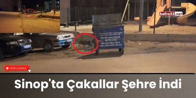 Sinop'ta Çakallar Şehre İndi