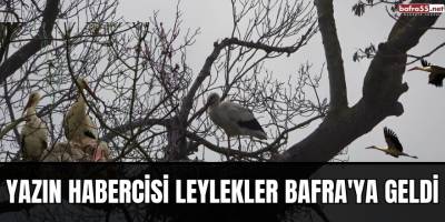 Yazın habercisi Leylekler Bafra'ya geldi