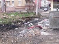 Çöpler çöp kutusu yerine yanına dökülüyor