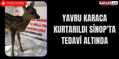 Yavru Karaca Kurtarıldı Sinop'ta Tedavi Altında!