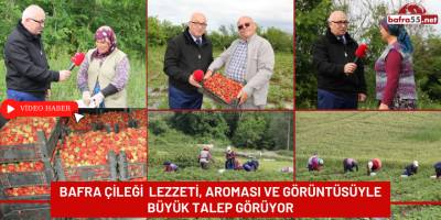 Bafra Çileği Lezzeti, Aroması ve Görüntüsüyle Büyük Talep Görüyor