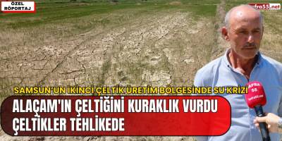 Alaçam'ın Çeltiğini Kuraklık Vurdu, Çeltikler Tehlikede