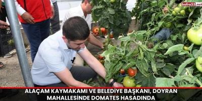 Alaçam Kaymakamı ve Belediye Başkanı, Doyran Mahallesinde Domates Hasadında