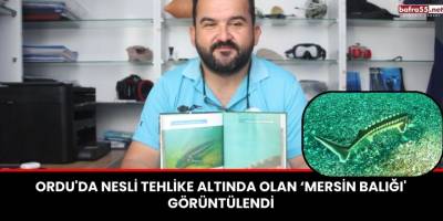Ordu'da nesli tehlike altında olan ‘Mersin balığı' görüntülendi