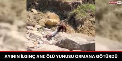Ayının İlginç Anı: Ölü Yunusu Ormana Götürdü