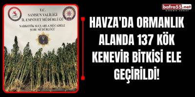 Havza'da Ormanlık Alanda 137 Kök Kenevir Bitkisi Ele Geçirildi!