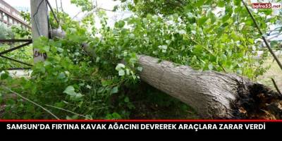 Samsun’da Fırtına Kavak Ağacını Devrerek Araçlara Zarar Verdi