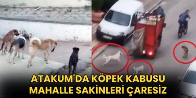 Atakum'da Köpek Kabusu: Mahalle Sakinleri Çaresiz