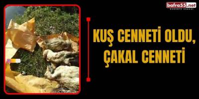 Kuş Cenneti Oldu, Çakal Cenneti