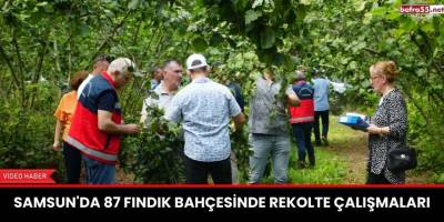 Samsun'da 87 Fındık Bahçesinde Rekolte Çalışmaları
