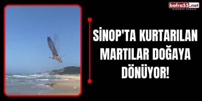 Sinop'ta Kurtarılan Martılar Doğaya Dönüyor!