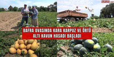 Bafra ovasında kara karpuz ve örtü altı kavun hasadı başladı