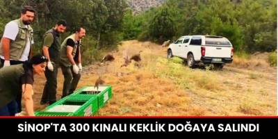 Sinop'ta 300 Kınalı Keklik Doğaya Salındı