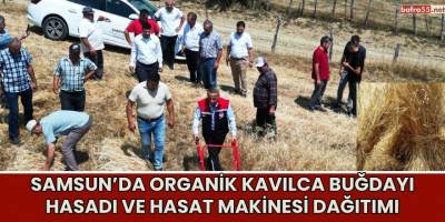 Samsun’da Organik Kavılca Buğdayı Hasadı ve Hasat Makinesi Dağıtımı