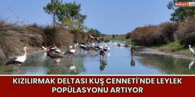 Kızılırmak Deltası Kuş Cenneti'nde Leylek Popülasyonu Artıyor