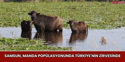 Samsun, Manda Popülasyonunda Türkiye'nin Zirvesinde