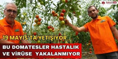 19 Mayıs'ta Yetişen Bu Domatesler Hastalık ve Virüse Yakalanmıyor