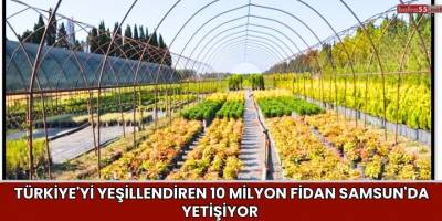Türkiye'yi Yeşillendiren 10 Milyon Fidan Samsun'da Yetişiyor