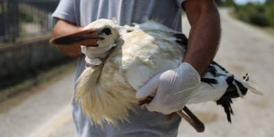 Göçmen kuşlar Samsun'da tedavi ediliyor