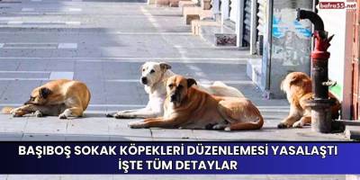 Başıboş sokak köpekleri düzenlemesi yasalaştı