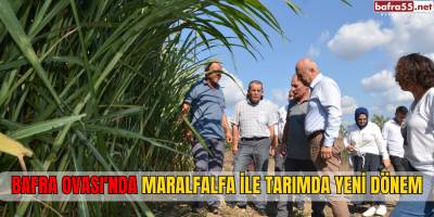 Bafra Ovası'nda Maralfalfa İle Tarımda Yeni Dönem