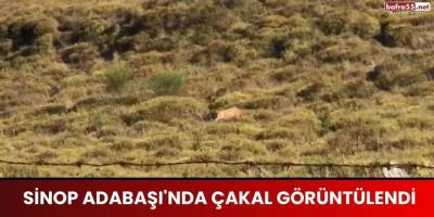 Sinop Adabaşı'nda Yalnız Gezen Çakal Vatandaşlar Tarafından Görüntülendi