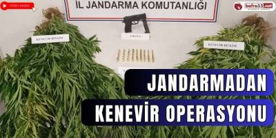 Jandarmadan kenevir operasyonu