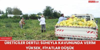 Üreticiler Dertli: Süheyla Kavununda Verim Yüksek, Fiyatlar Düşük