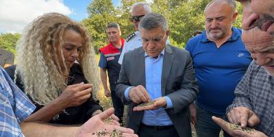 Sinop'ta Karabuğday Hasadı: Yeni Ürünle Ekonomik ve Sağlıklı Kazanç