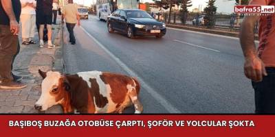 Başıboş Buzağa Otobüse Çarptı, Şoför ve Yolcular Şokta