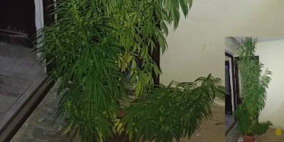 Samsun'da 2,5 Metre Kenevir Yetiştiren Kişi Yakalandı