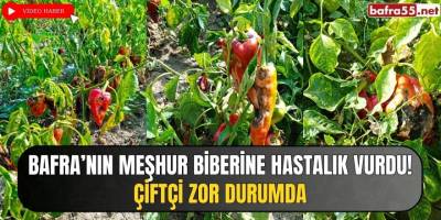 Bafra'nın Meşhur Kapya biberini Hastalık Vurdu